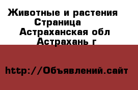  Животные и растения - Страница 35 . Астраханская обл.,Астрахань г.